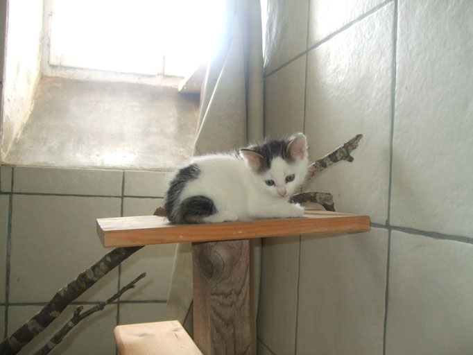 Ein kleines Kätzchen auf Erkundungstour 