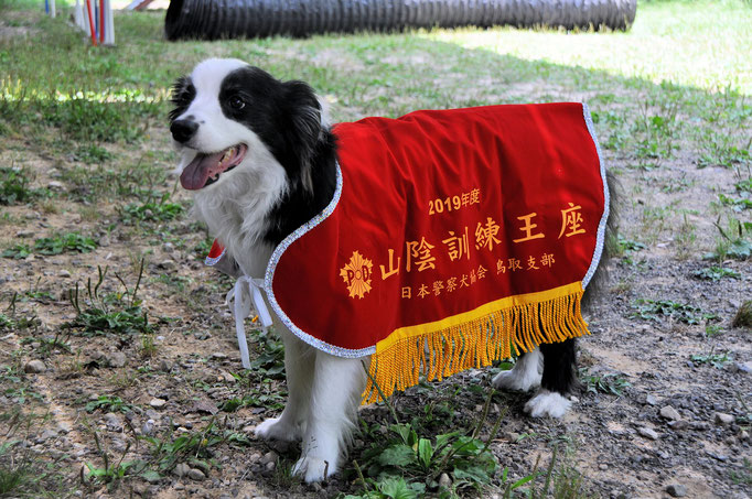 努力の結晶～～～　家庭犬だってやれるんだぜぃ