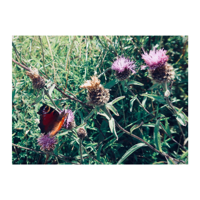 Butterfly Thistle