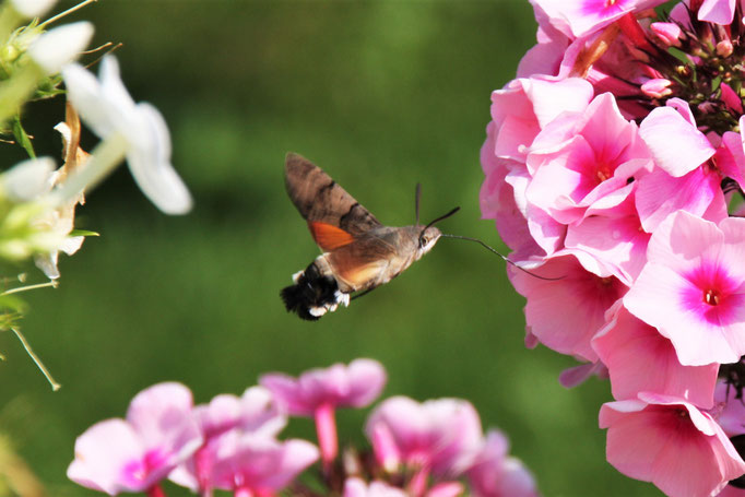 Taubenschwänzchen an Phlox-Blüten