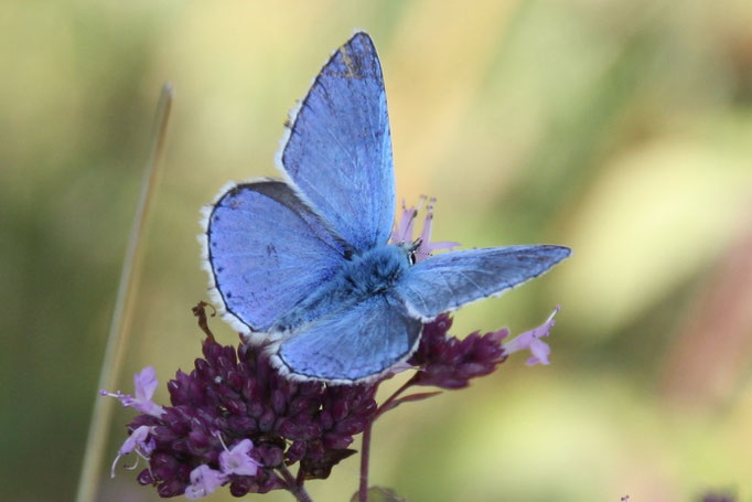 Ein Himmelblauer Bläuling auf Blüten des Wilden Oregano