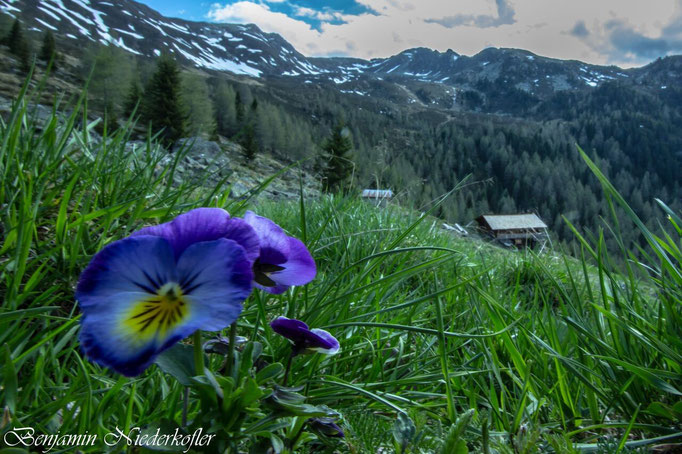 In den Weißenbacher Bergen im schönen Ahrntal blüht ein Stiefmütterchen