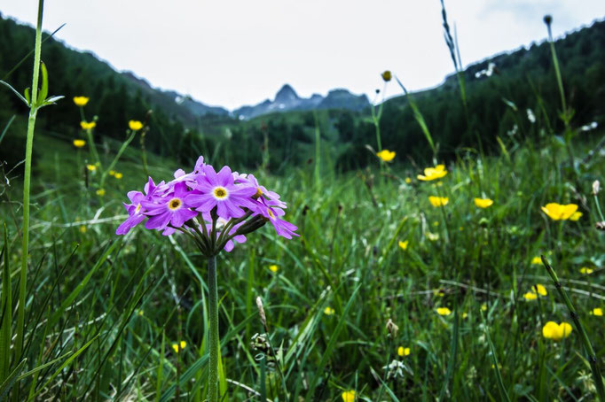 Im Frühling ist die Alpenflora in den Ahrntaler Bergen besonders farbenfroh
