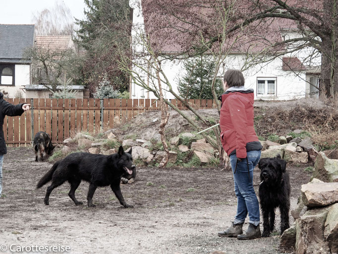 Führung und Verantwortung in Hundebegegnungen