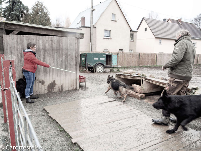 Hundetraining mit Schäferhund-Unterstützung