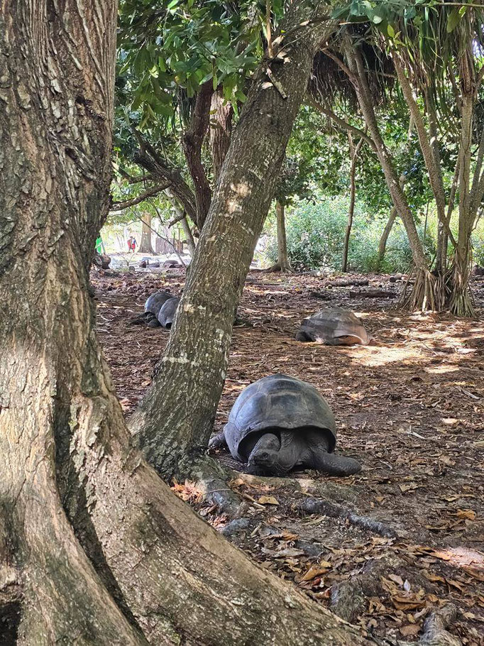 Aufzuchtstation für Riesenschildkröten Curieuse Island Seychellen