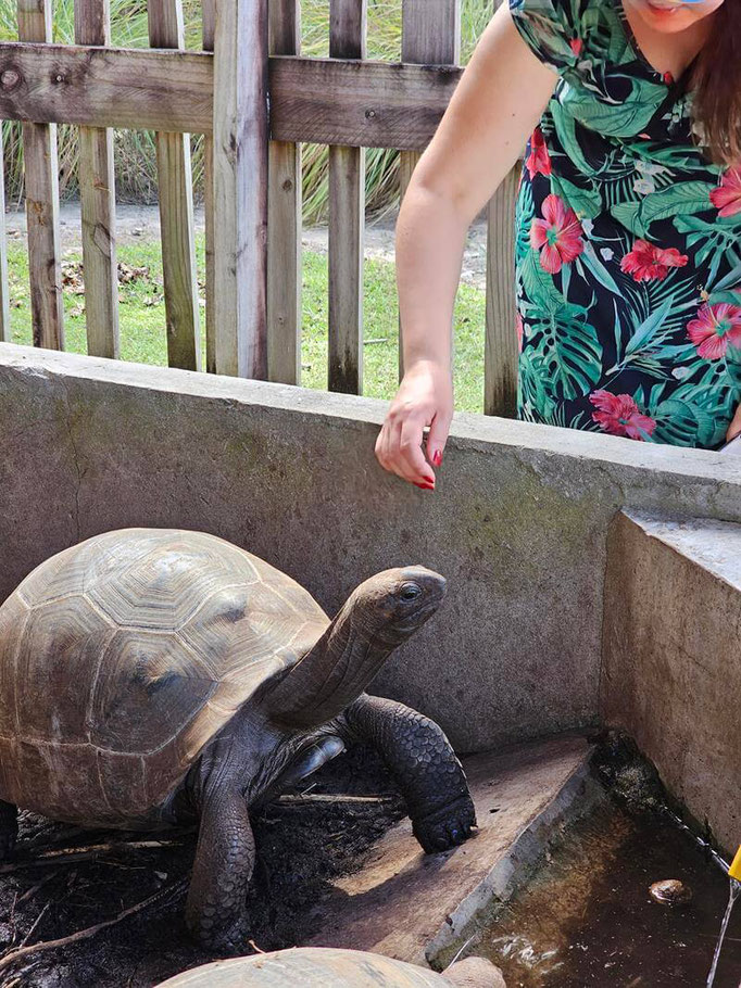 Aufzuchtstation für Riesenschildkröten Curieuse Island Seychellen