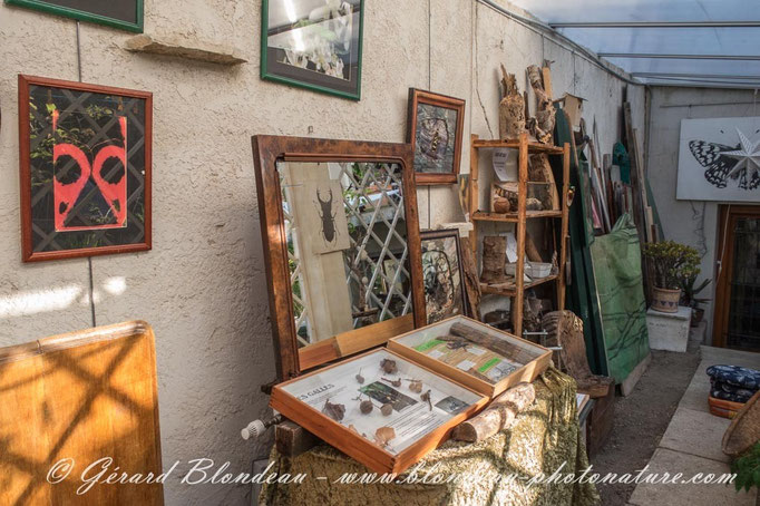 Travaux d'insectes