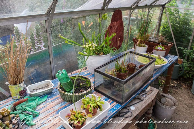 Espace plantes carnivores avec la sarracénie qui piège les frelons asiatiques