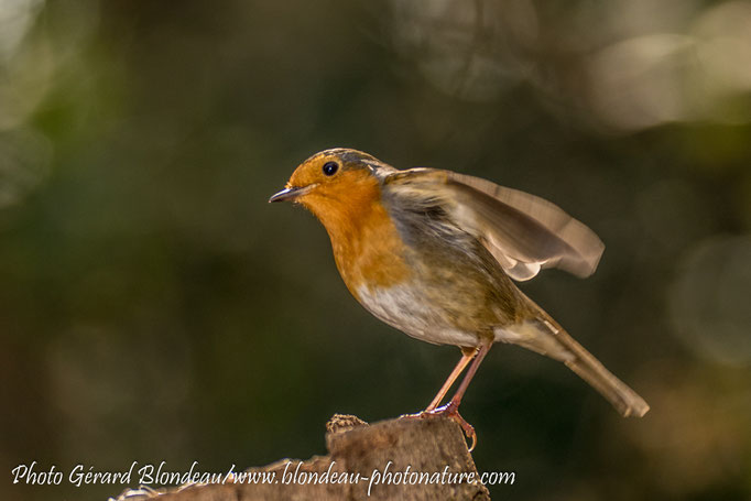 Rouge gorge
