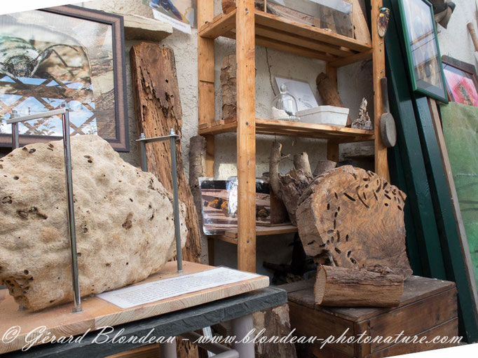 Travaux d'insectes