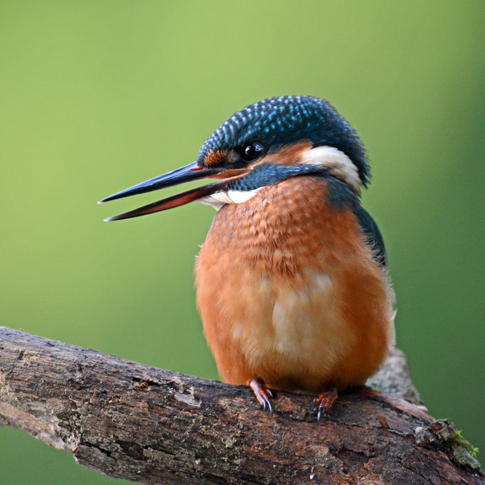 Eisvogel
