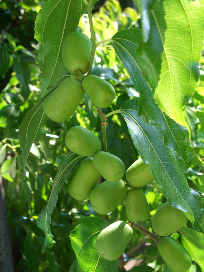 Ziziphus  jujuba (Chinesische Dattel)