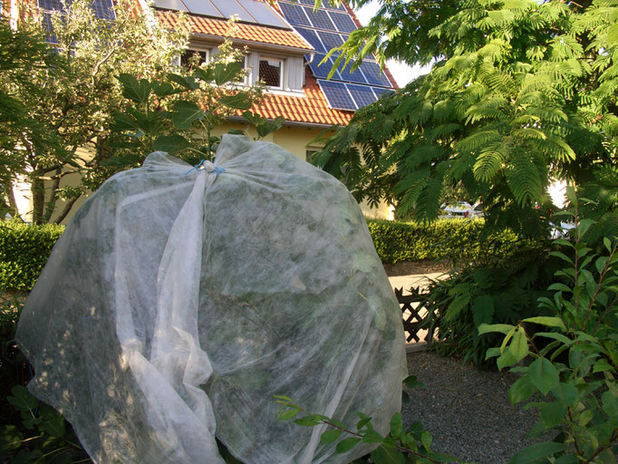 Feigen - Vogelschutznetz gegen Amseln (Westseite)