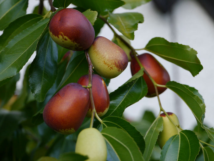 Ziziphus jujuba Spalier Südseite - alter Baum