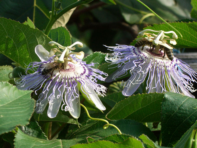 Passiflora Incarnata (winterh. Fruchtsorte mit duftenden Blüten und wertvolle Heilpflanze