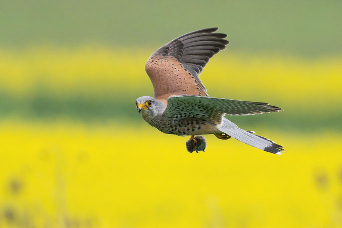 Turmfalke
