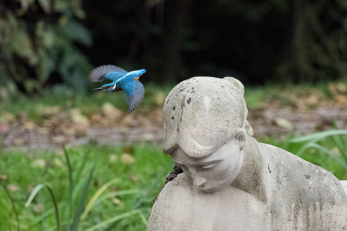 Eisvogel im Ahnepark