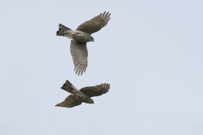 Sperber beim Balzflug