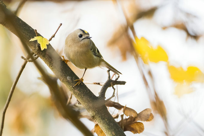 Wintergoldhähnchen