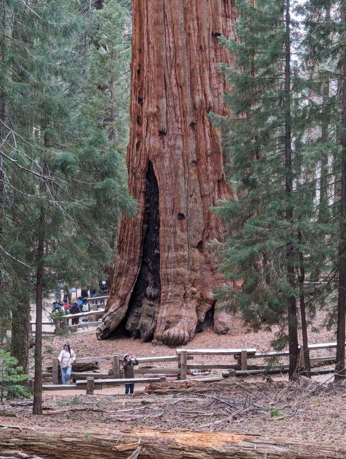 General Sherman Tree