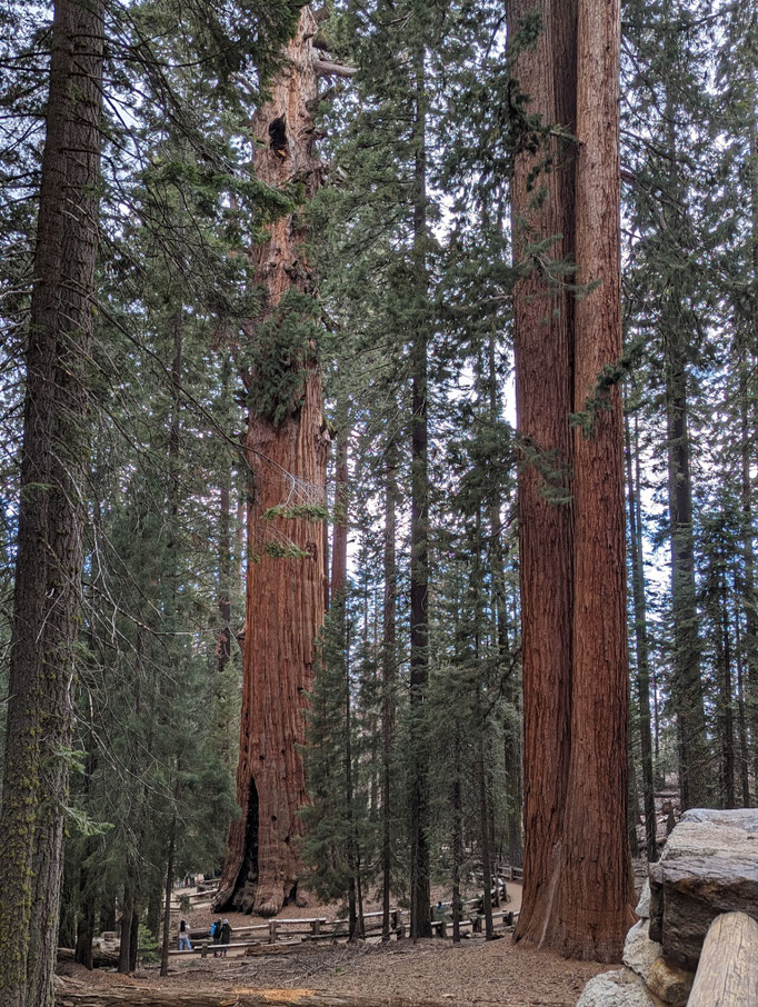 General Sherman Tree