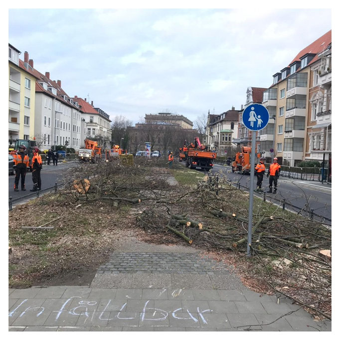 Um 8.20 Uhr gab es auf dem Abschnitt zwischen Moltkestr. und Kasernenstr. keinen Baum mehr.