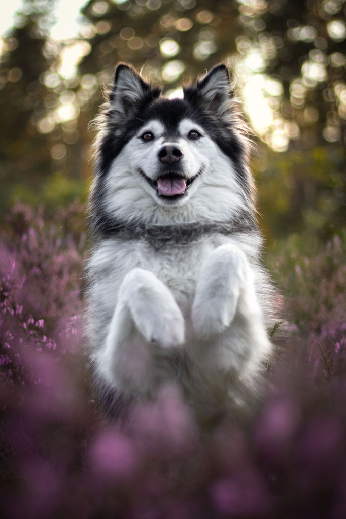 Hundefotografie; Hund in der Heide