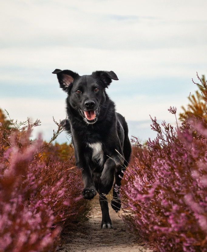Hundefotografie; Hund rennt in der Heide
