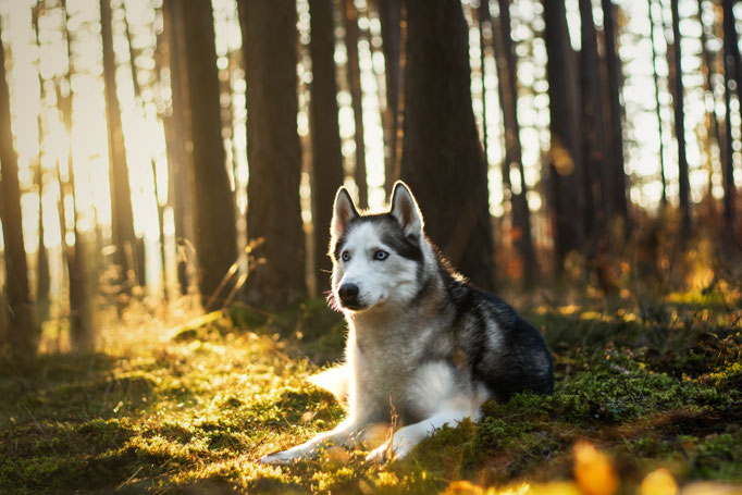 Hundefotografie; Hund liegt entspannt im Wald bei Sonnenuntergang