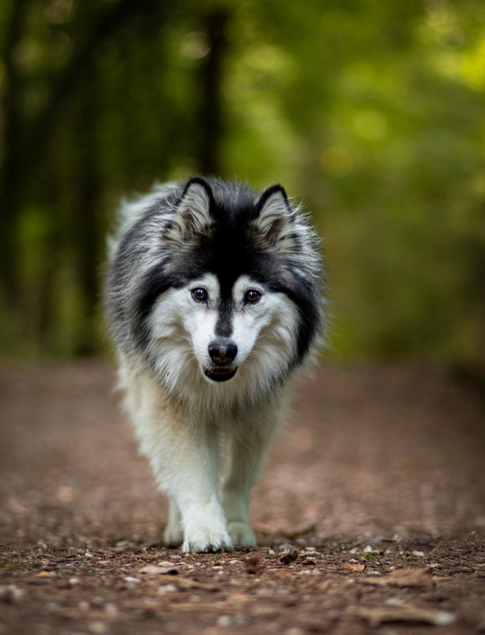 Hundefotografie; Hund läuft entspannt im Wald