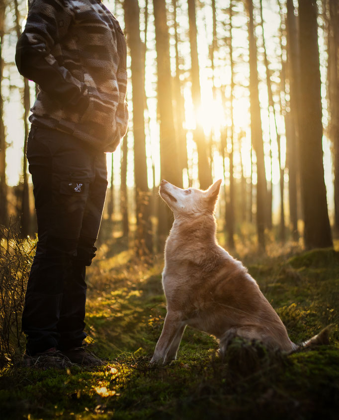 Hundefotografie; Hund und Mensch bei Sonnenuntergang
