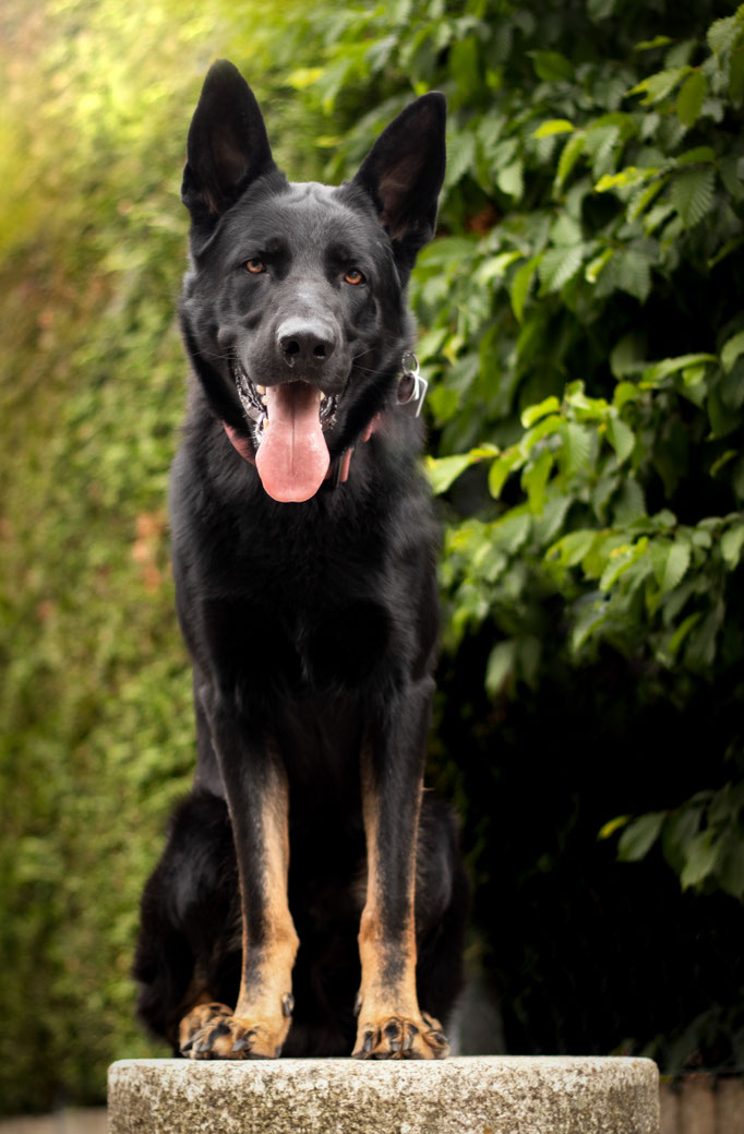 Hundefotografie; Sitzender Hund