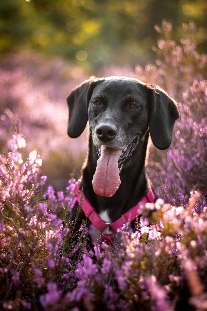 Hundefotografie; Hund in der Heide