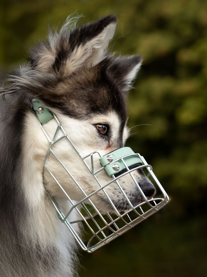 Hundefotografie; Hund mit Maulkorb