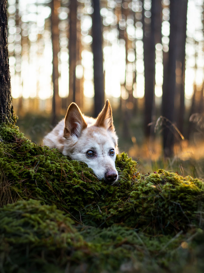 Hundefotografie; Hund liegt entspannt im Moos