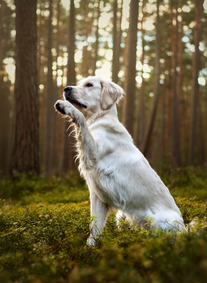 Hundefotografie; Winkender Hund im Wald