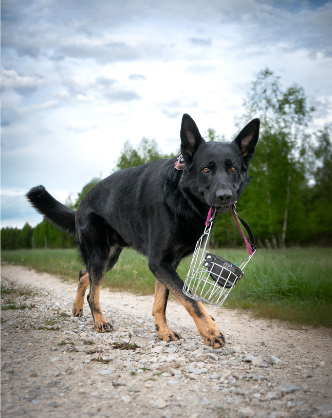 Hundefotografie; Hund trägt Maulkorb