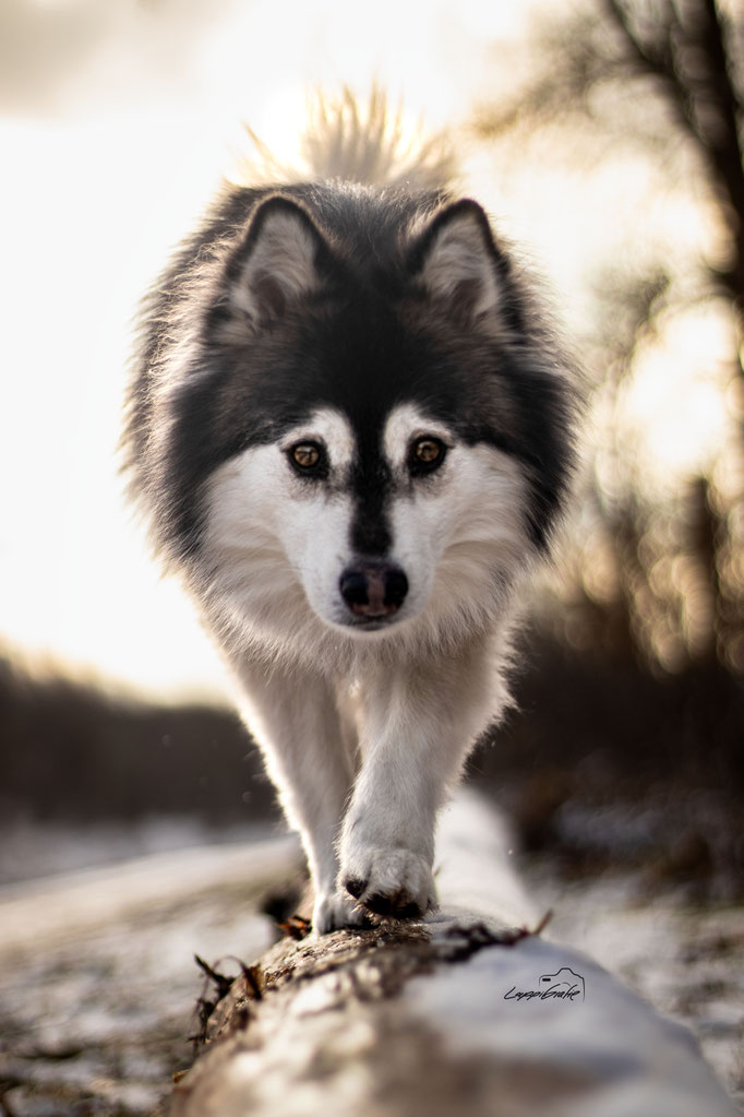 Hundefotografie; laufender Hund