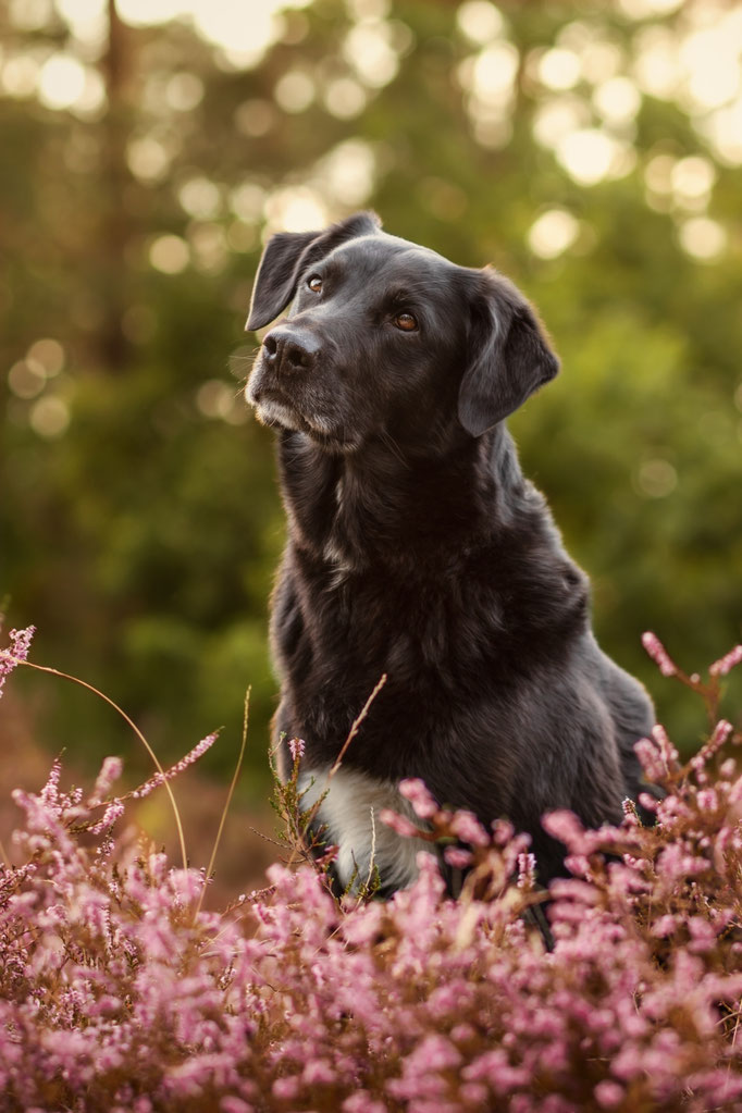 Hundefotografie; Hund in der Heide