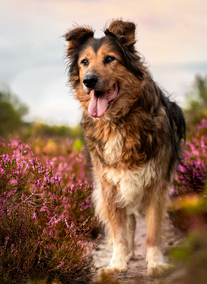 Hundefotografie; Hund in der Heide