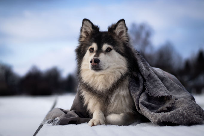 Hundefotografie, Hund liegt im Schnee mit Schal