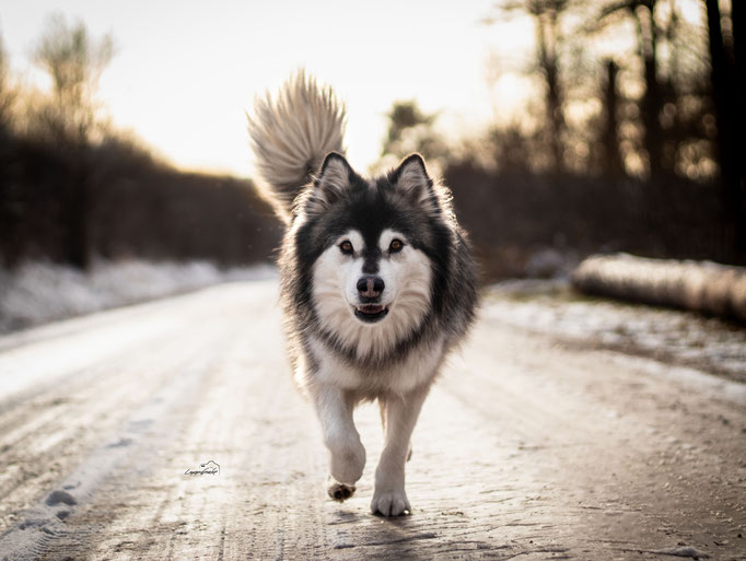 Hundefotografie, Rennender Hund