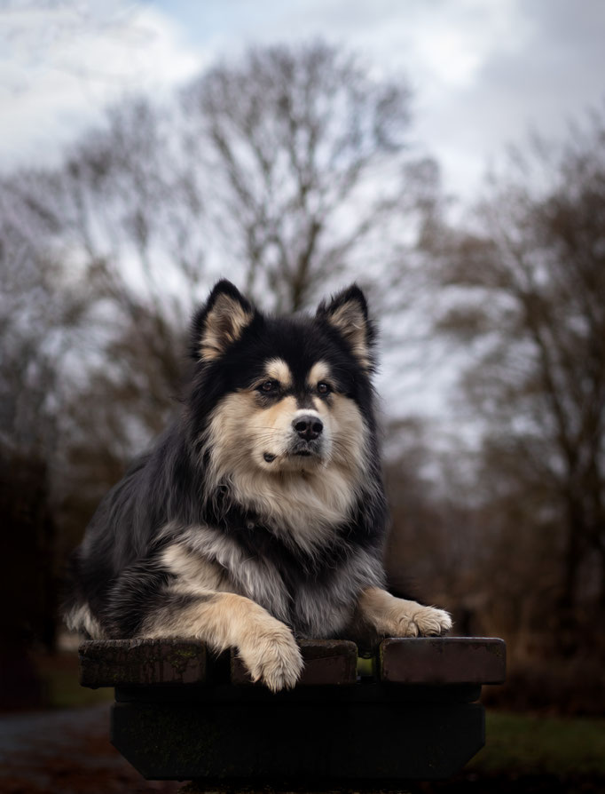 Hundefotografie; Hund liegt, Herbst