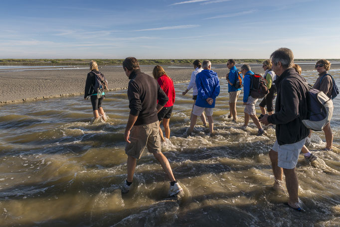 Traversée de la baie de Somme avec un guide