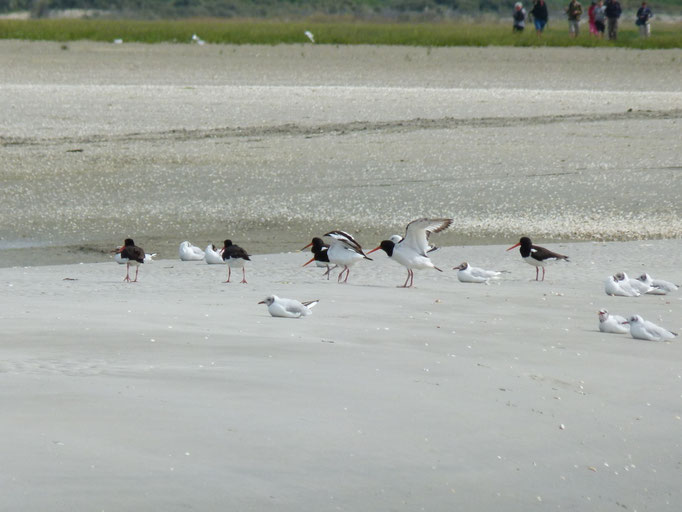 Huîtrier Pie en Baie de Somme