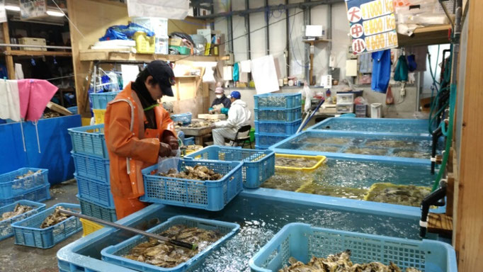苅田漁港の牡蠣