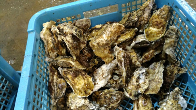 苅田漁港の牡蠣