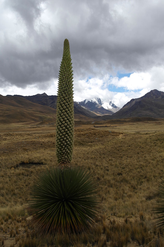 Puya Raimondii-Riesenbromelien