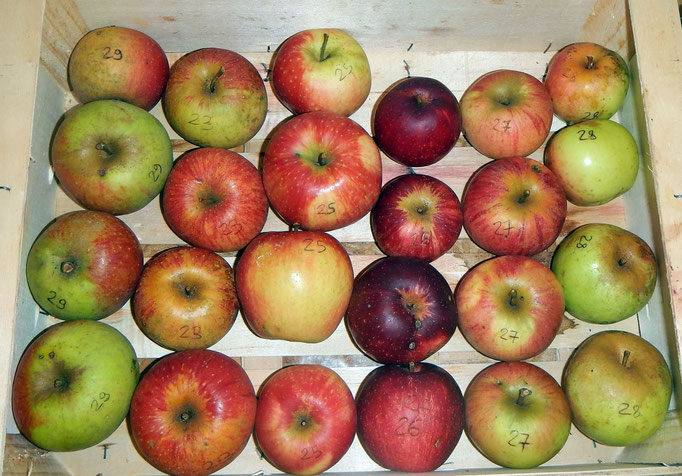 les variétés de pommes